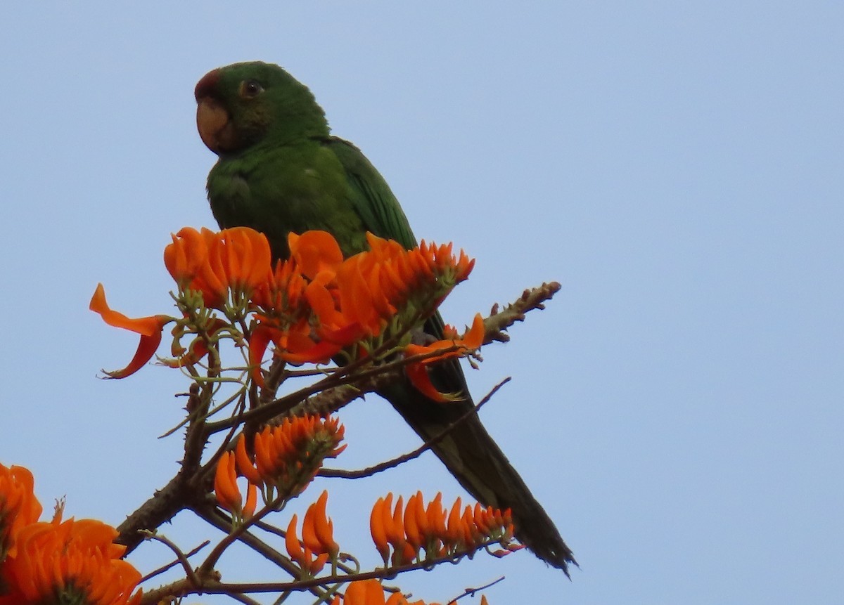 aratinga červenočelý - ML652581538