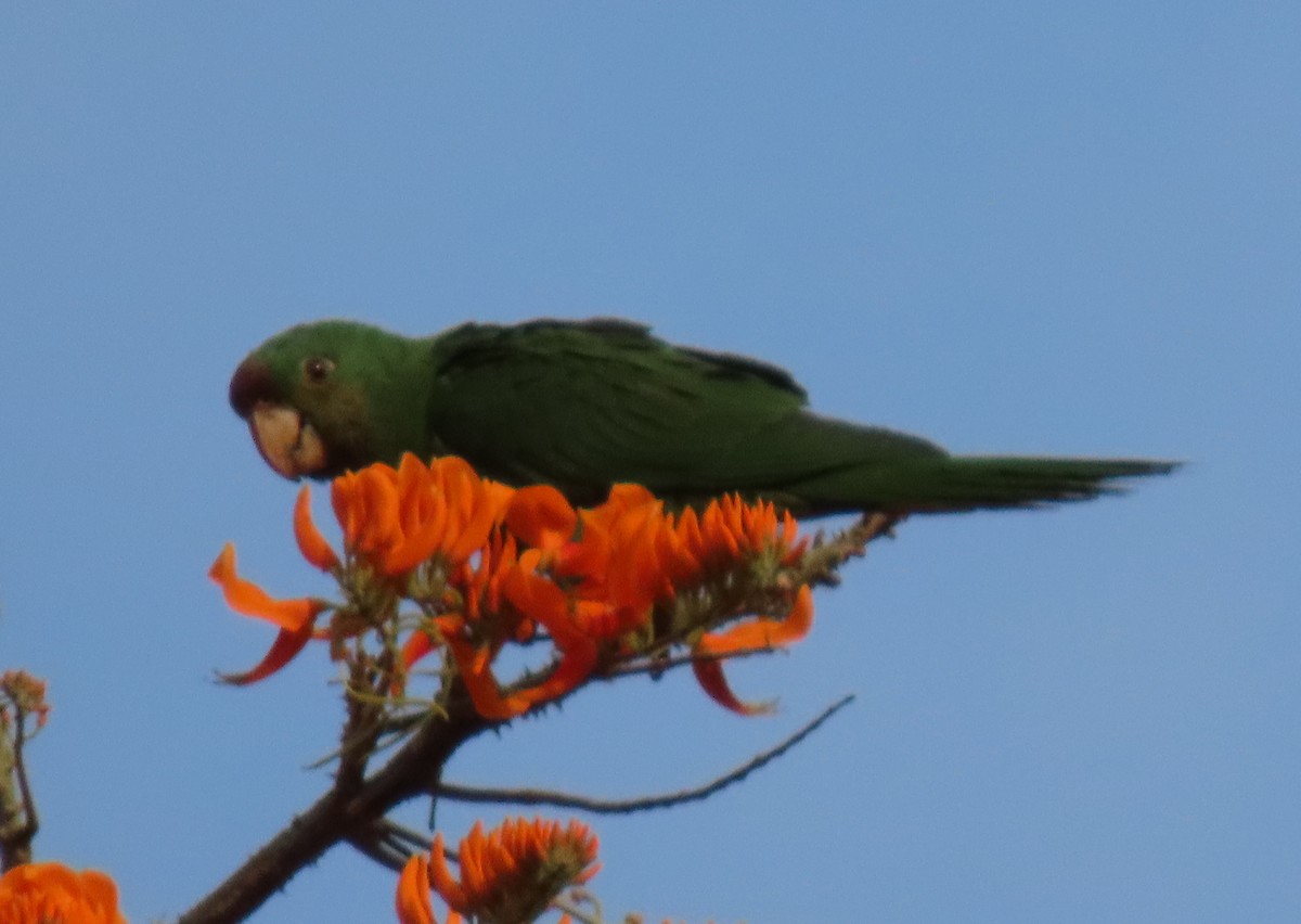 aratinga červenočelý - ML652581539