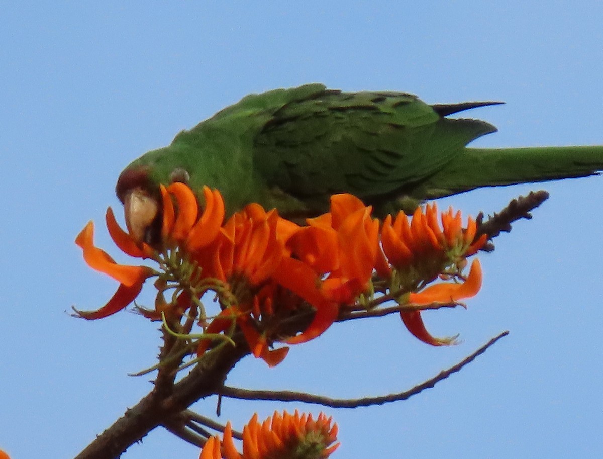 aratinga červenočelý - ML652581541