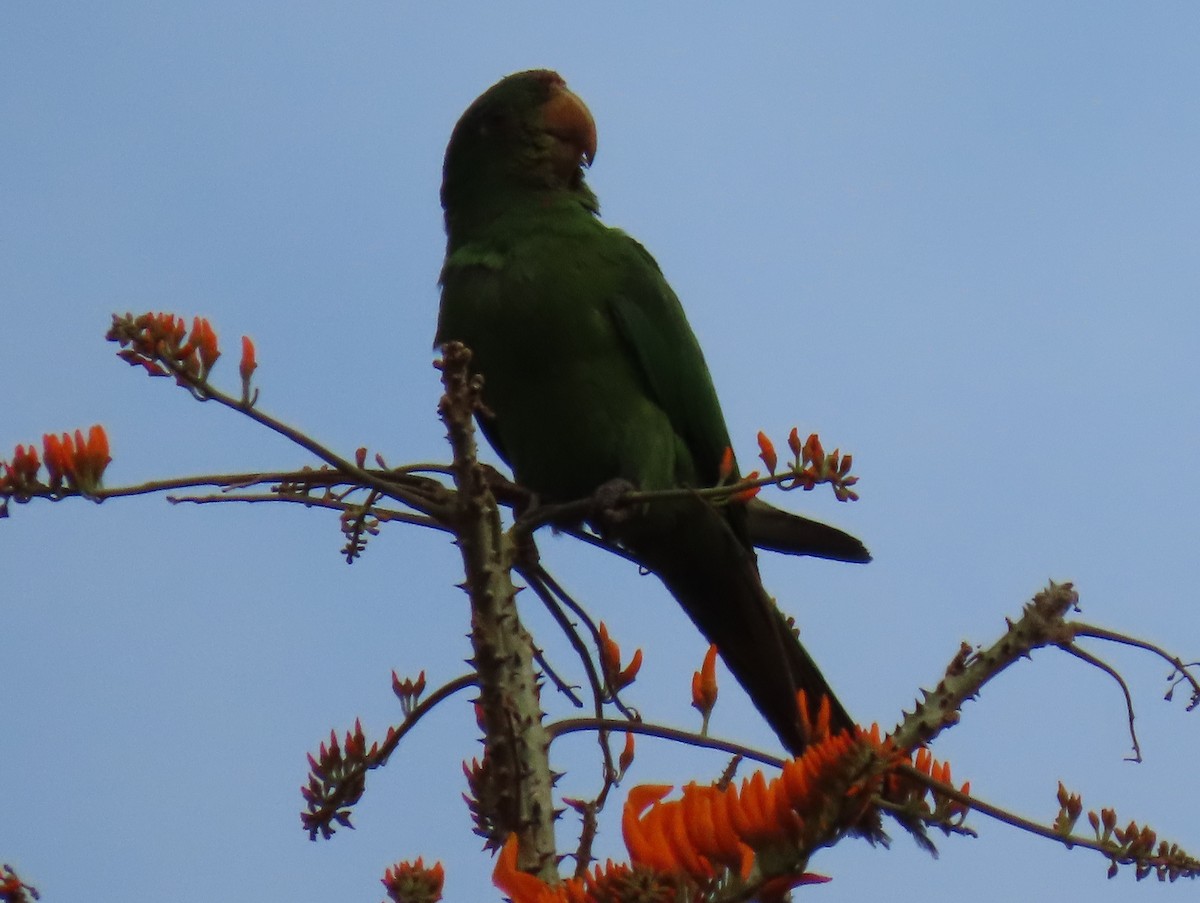 aratinga červenočelý - ML652581543