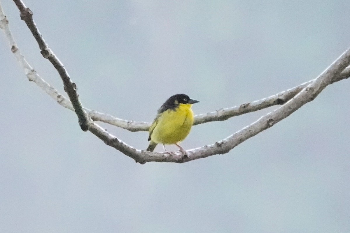 Baglafecht Weaver - ML652581694