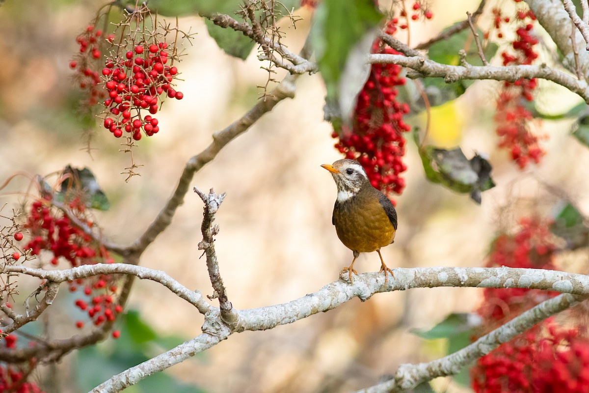 Tayvan Ardıcı - ML652581785