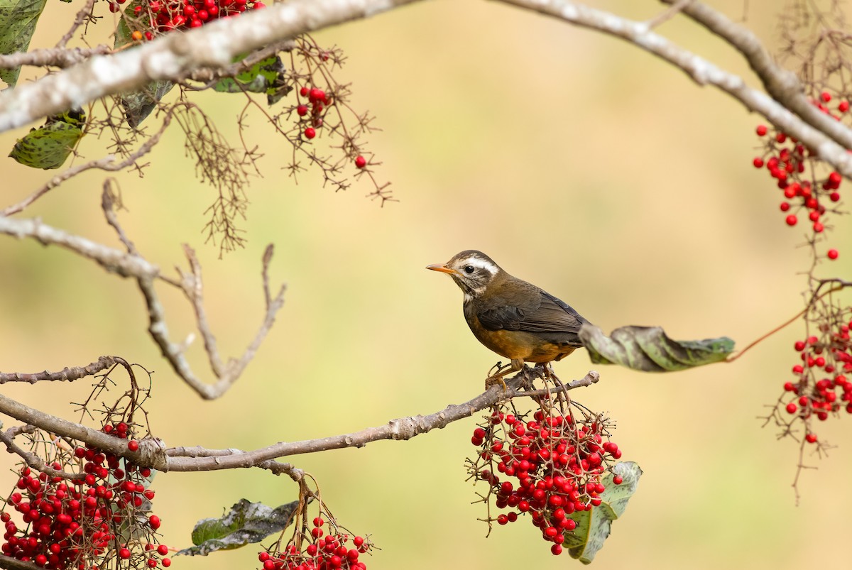 Tayvan Ardıcı - ML652582038