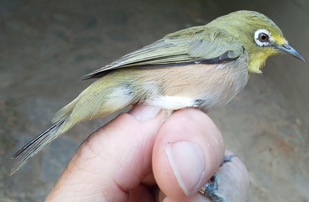 Окулярник блідий - ML652582057