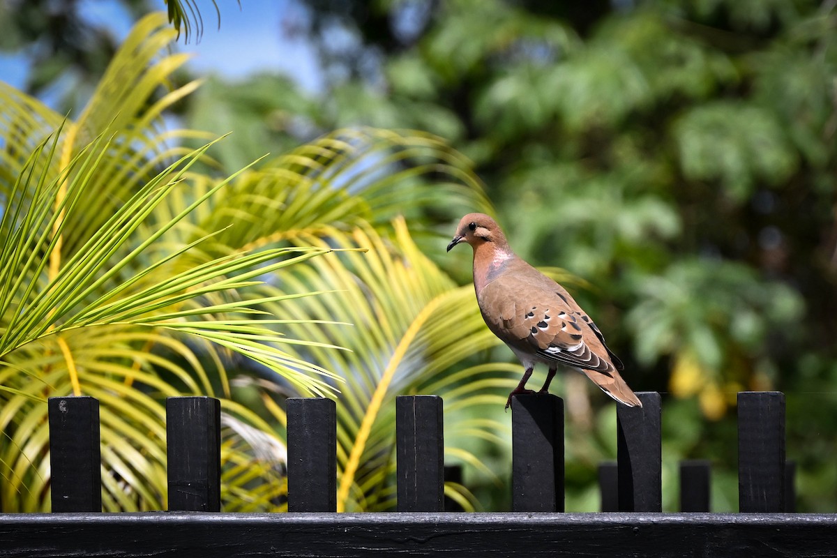 Zenaida Caribeña - ML652582078