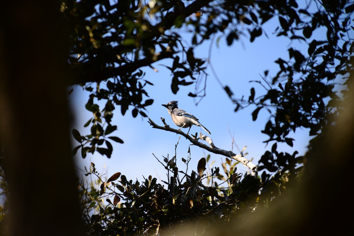 Blue Jay - ML652582191