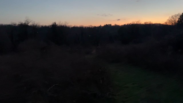 Chocha Americana - ML652582254