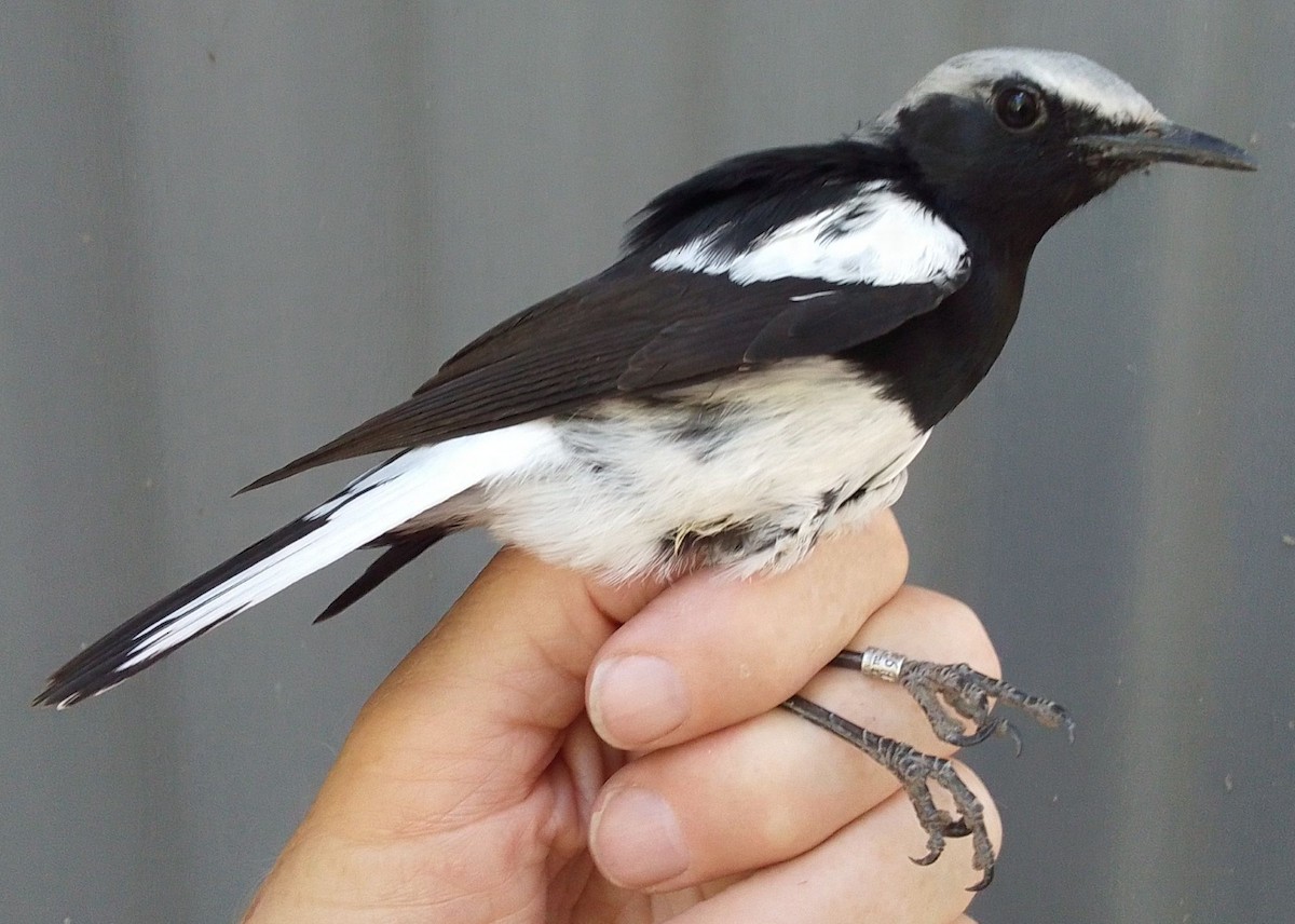 Смолярик білокрилий - ML652582290