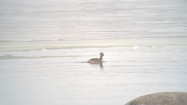 Zampullín Cuellirrojo - ML652582434