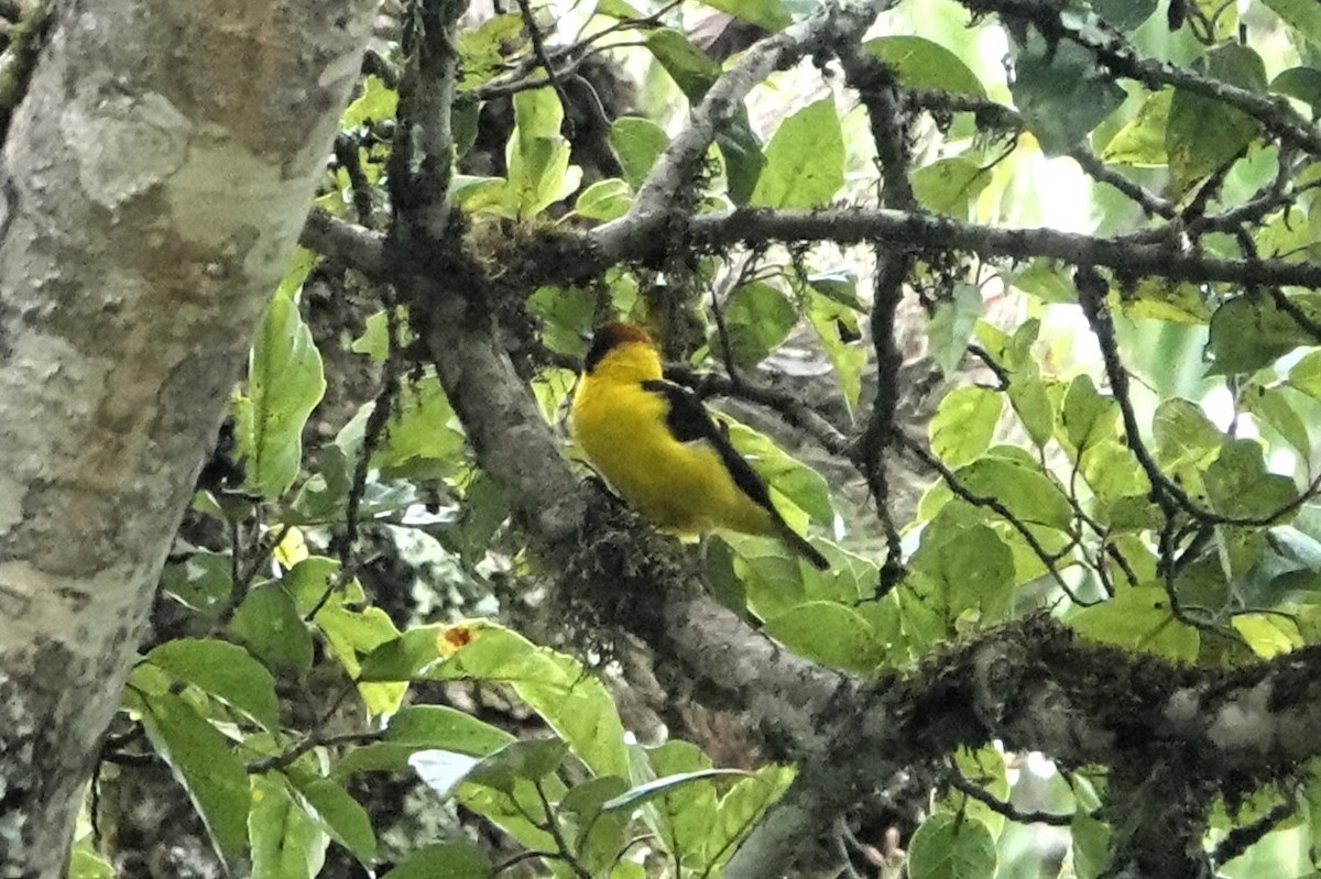 Brown-capped Weaver - ML652582505