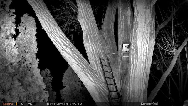 Autillo Californiano - ML652582510