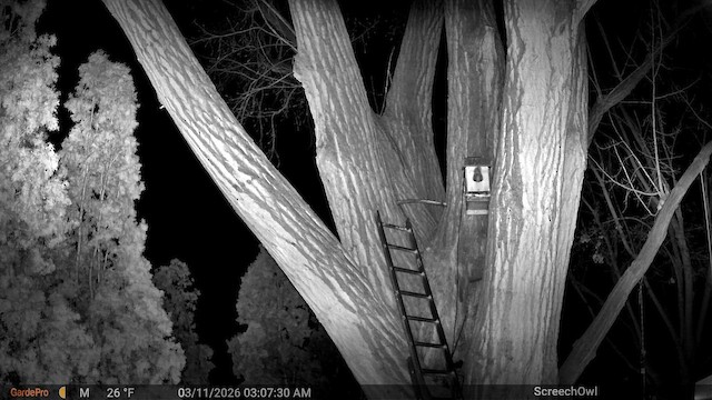 Autillo Californiano - ML652582511