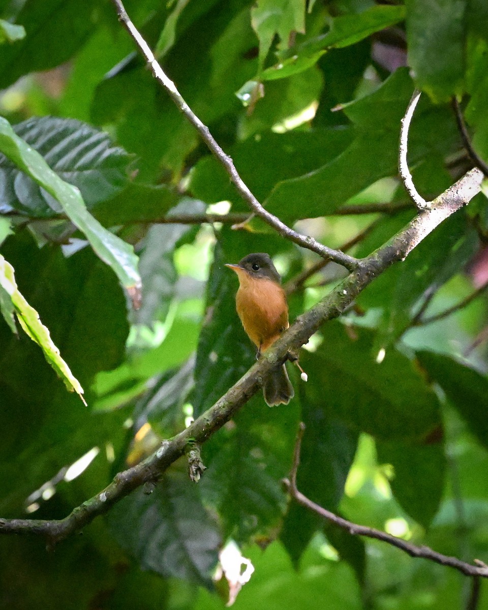 Pibí Puertorriqueño (latirostris) - ML652582564