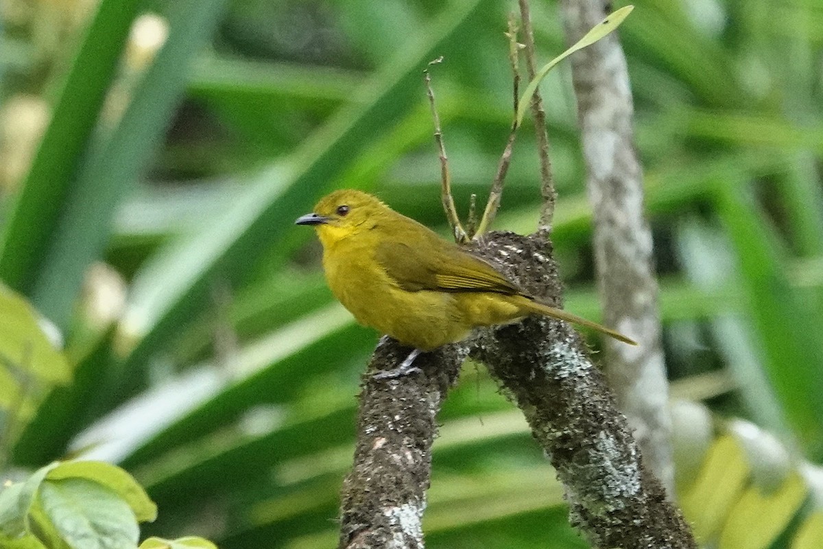 Joyful Greenbul - ML652582591