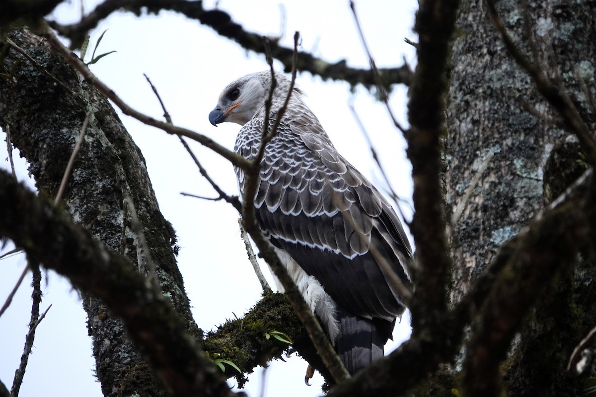 Crowned Eagle - ML652582645
