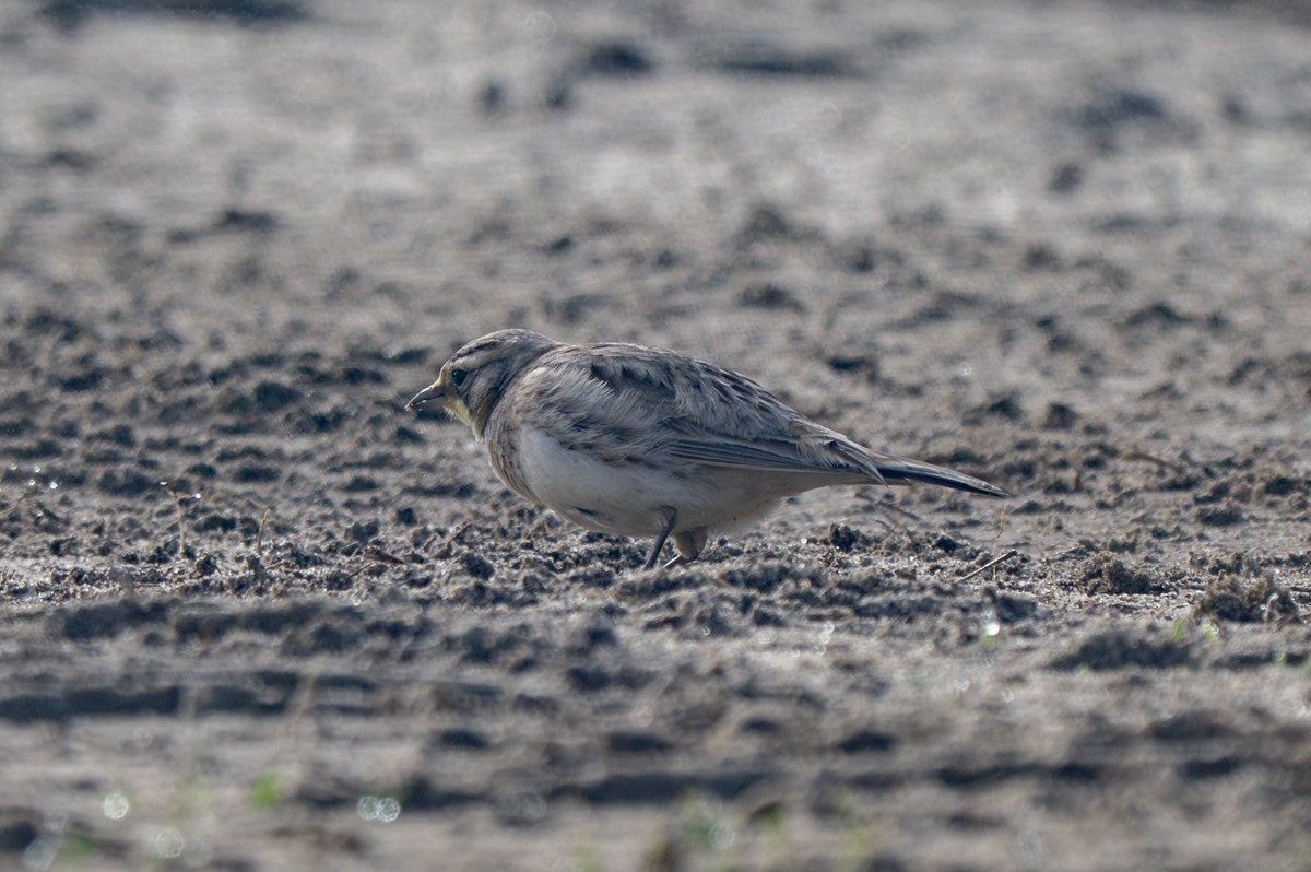 ハマヒバリ - ML652582771