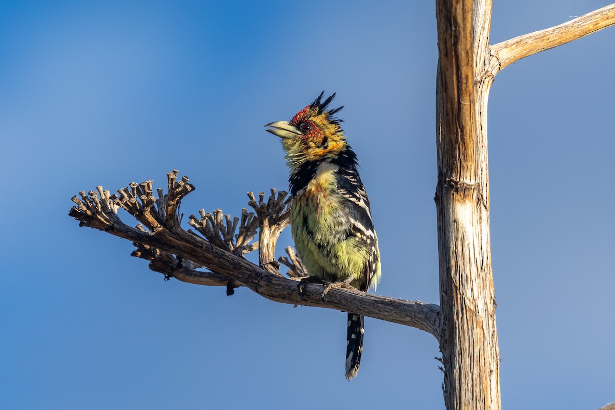 Барбудо чубатий - ML652582901