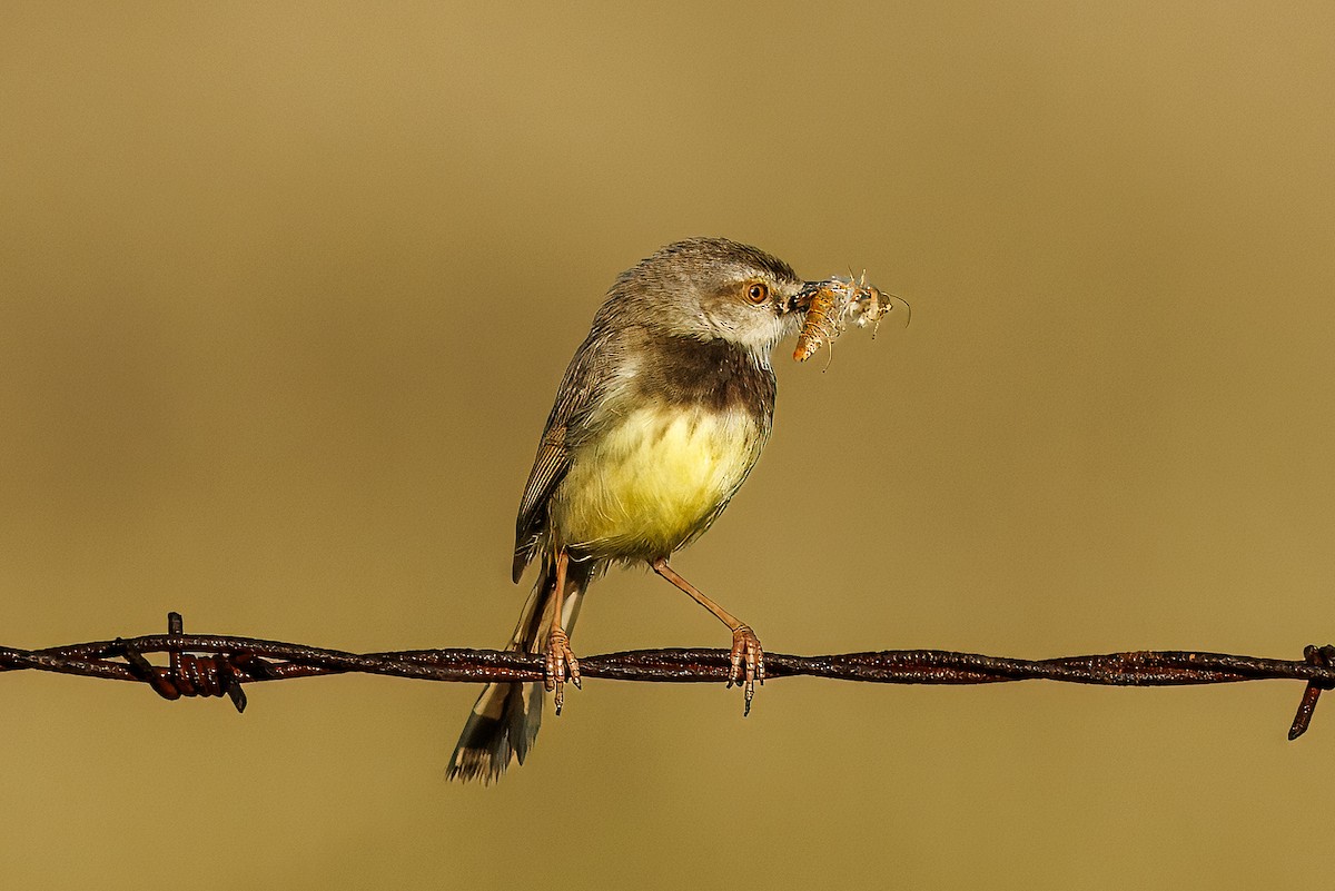 Принія чорновола - ML652582906