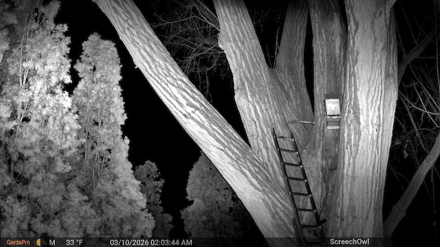 Autillo Californiano - ML652582913