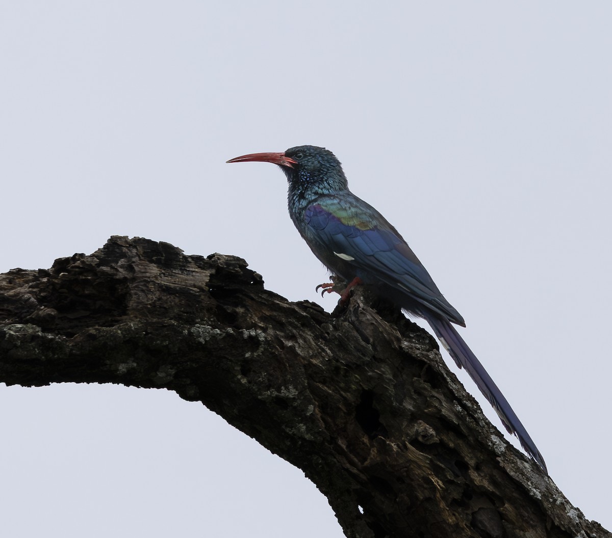 Green Woodhoopoe - ML652583145