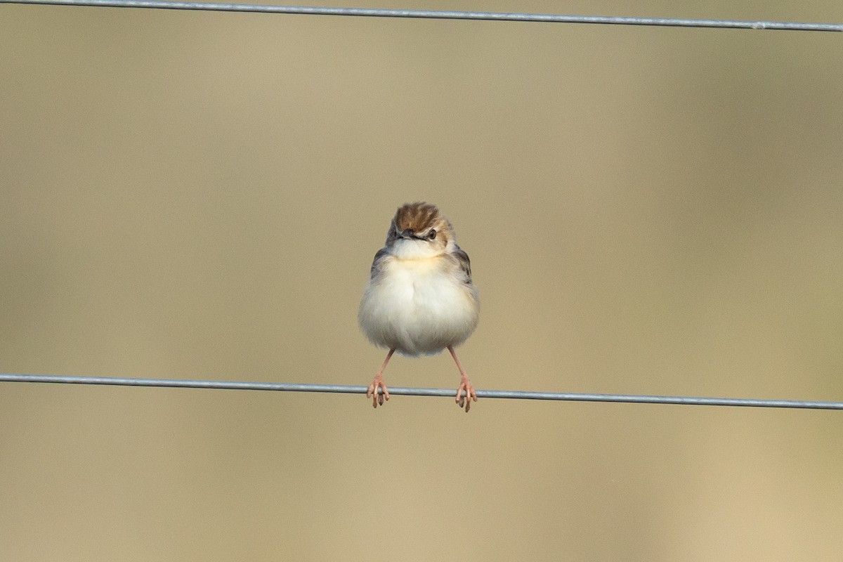 Таміка пустельна - ML652583184