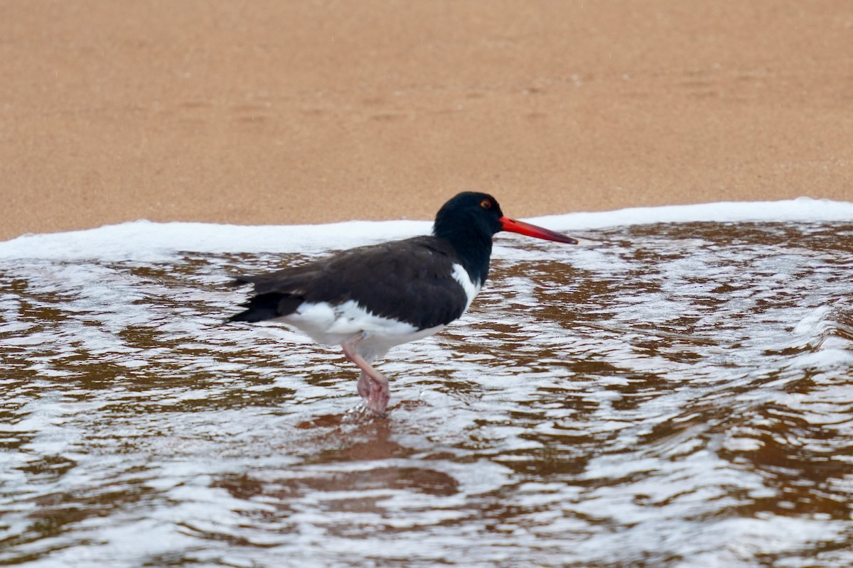 American Oystercatcher - ML652583194