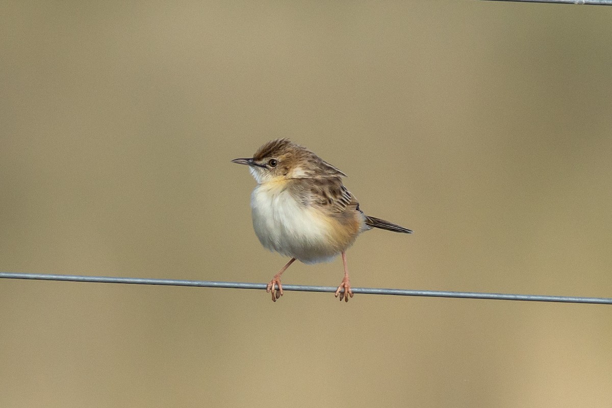 Таміка пустельна - ML652583208