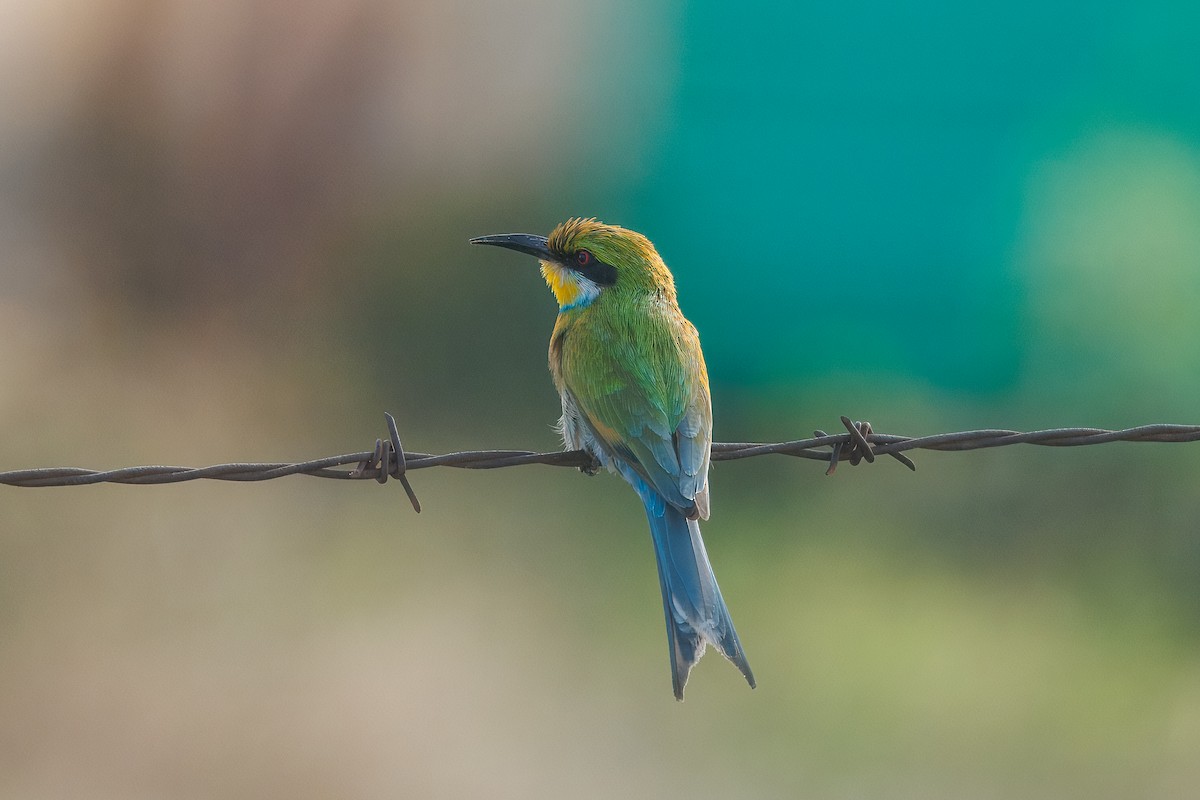 Бджолоїдка вилохвоста - ML652584001