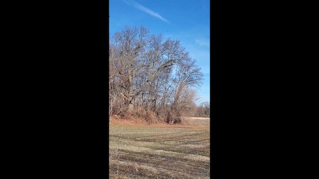 Ictérido sp. - ML652584241