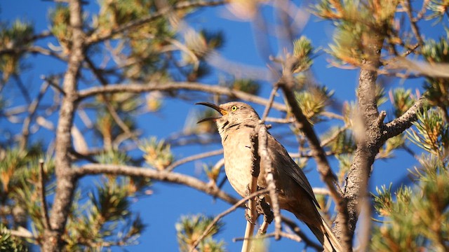 Cuitlacoche Piquicurvo - ML652584309