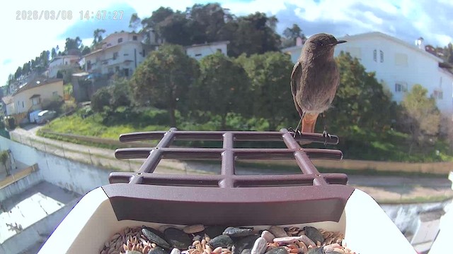 Colirrojo Tizón - ML652584525