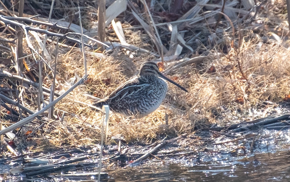 Wilson's Snipe - ML652584728