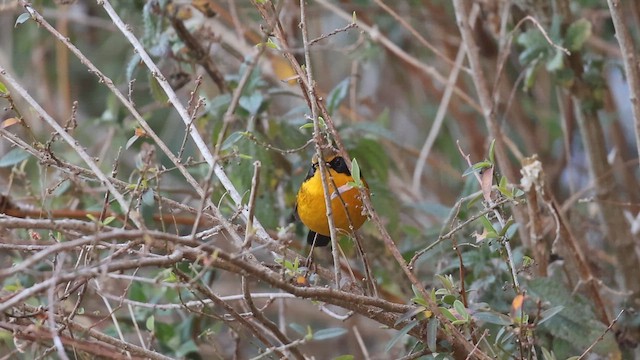 Ruiseñor Dorado - ML652584739