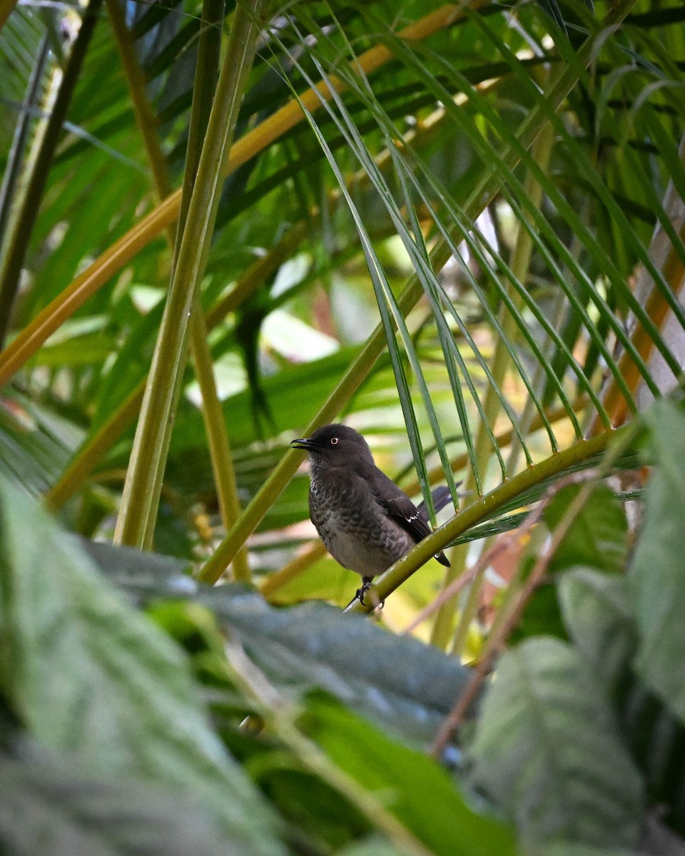 Cuitlacoche Oscuro - ML652584745