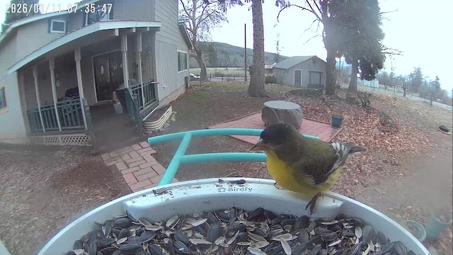 Jilguero Menor - ML652584845