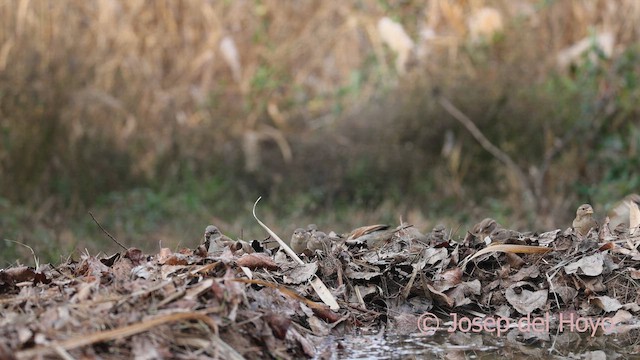 家麻雀 - ML652584952