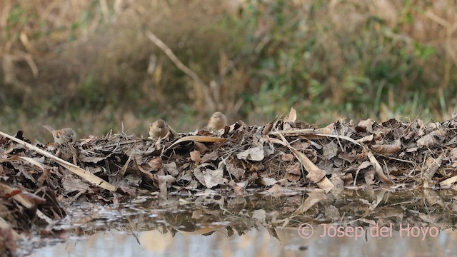 家麻雀 - ML652585078