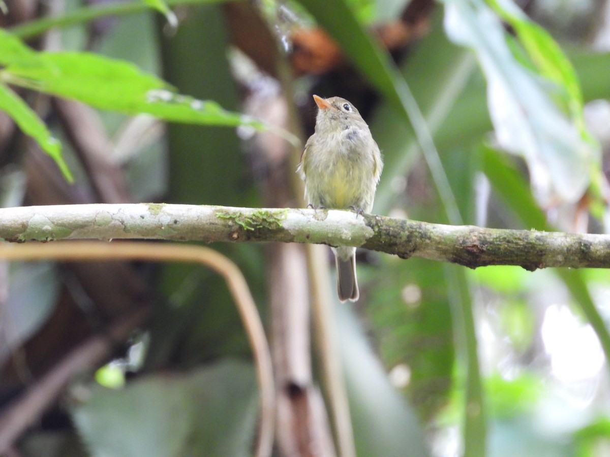 Yellow-bellied Flycatcher - ML652585099