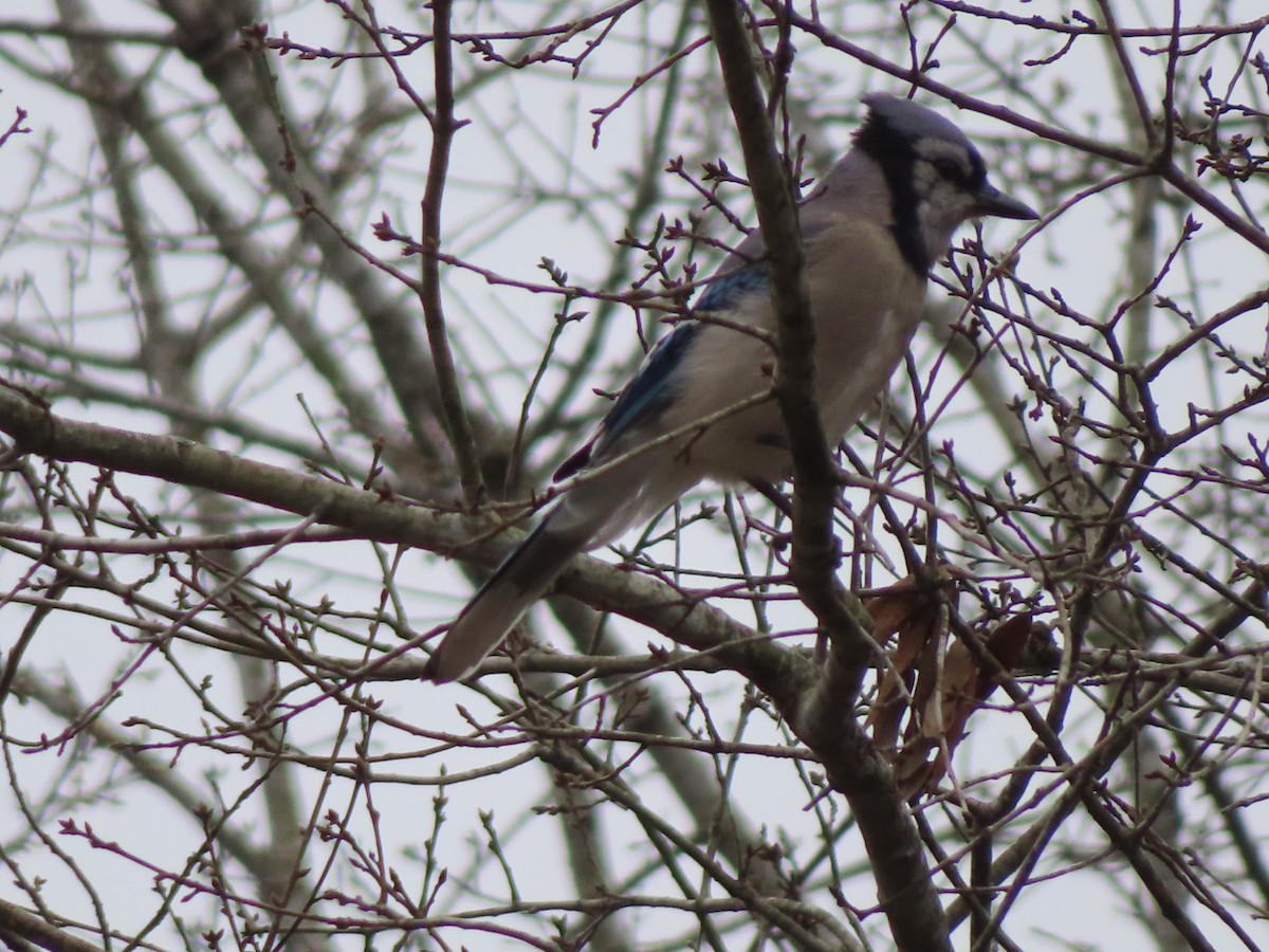 Blue Jay - ML652585119