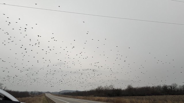 Zanate Común - ML652585168