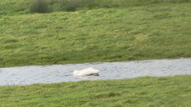 Cisne Chico - ML652585209