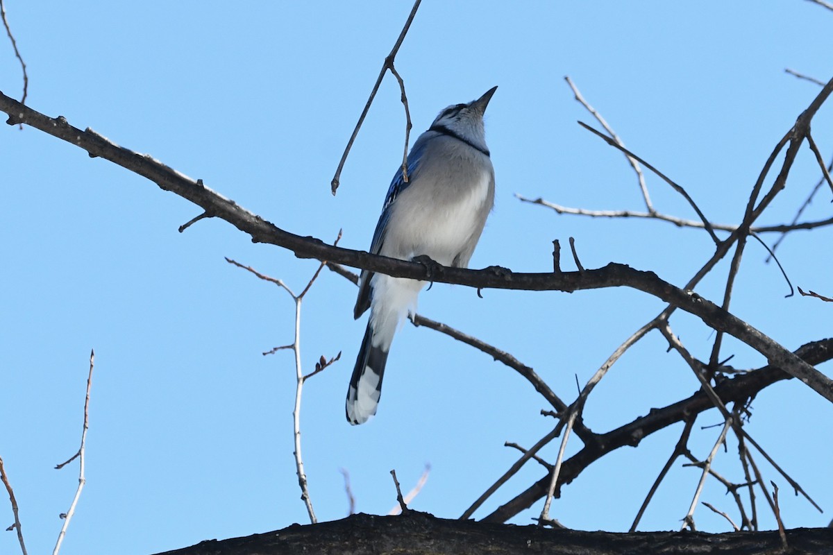 Blue Jay - ML652585453