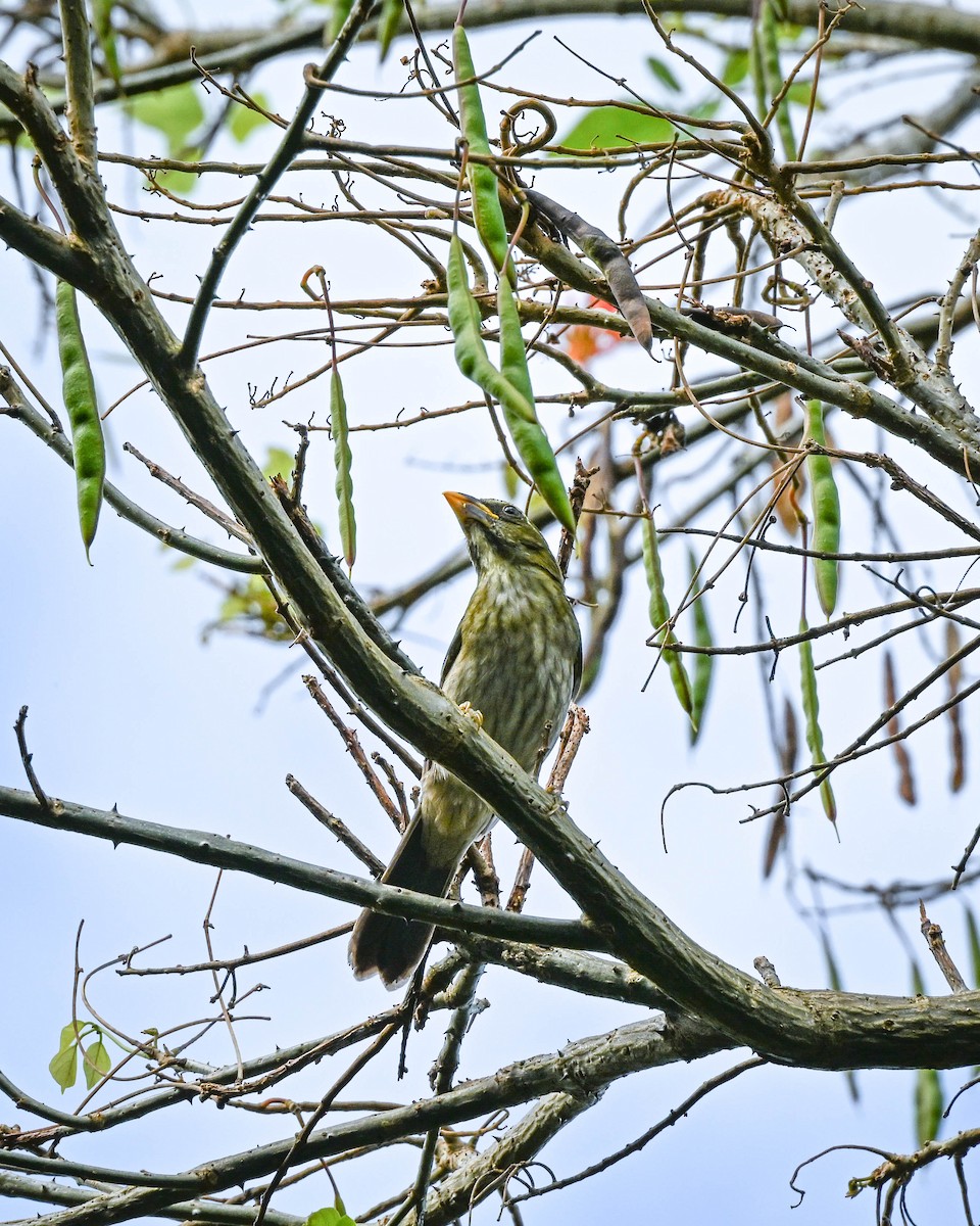 Pepitero Antillano - ML652585602