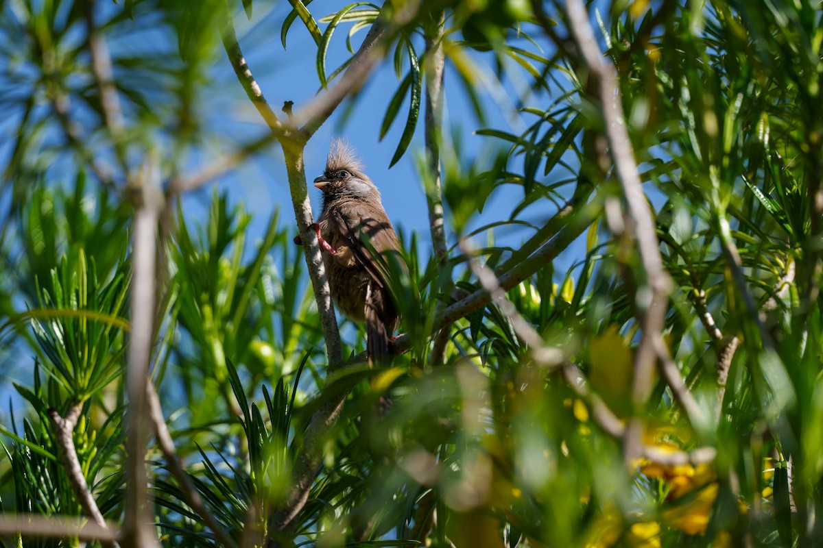 Чепіга бурокрила - ML652585630