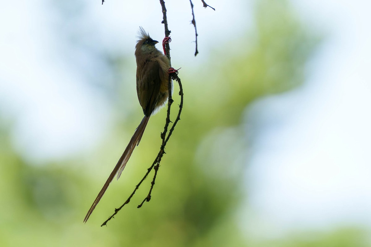Чепіга бурокрила - ML652585631