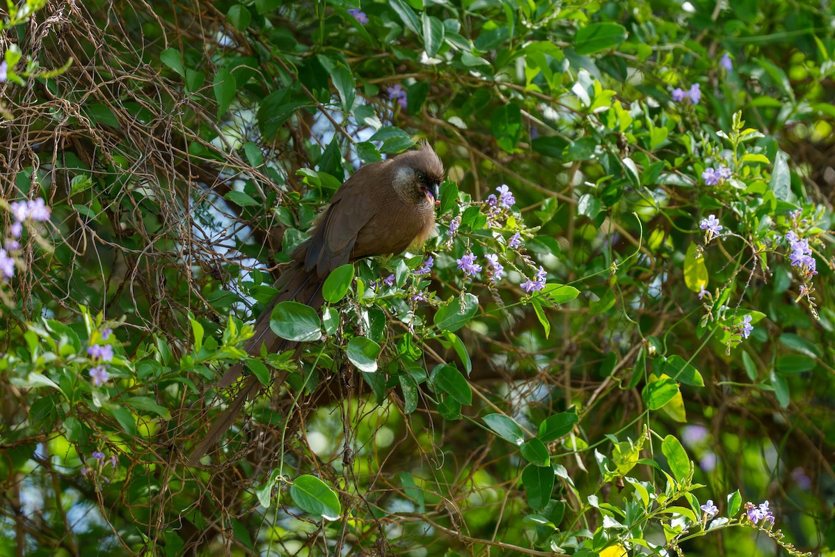 Чепіга бурокрила - ML652585632