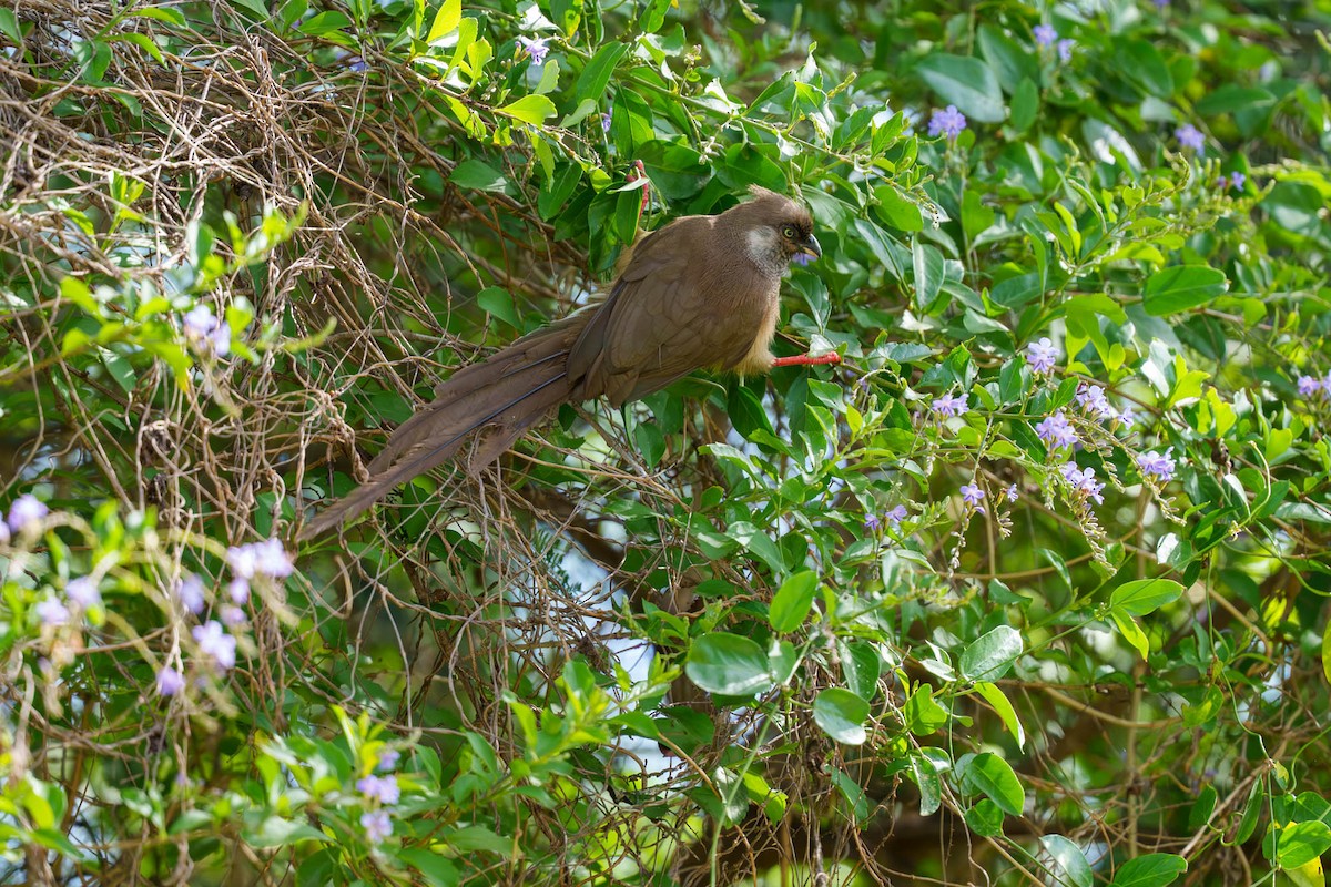 Чепіга бурокрила - ML652585633