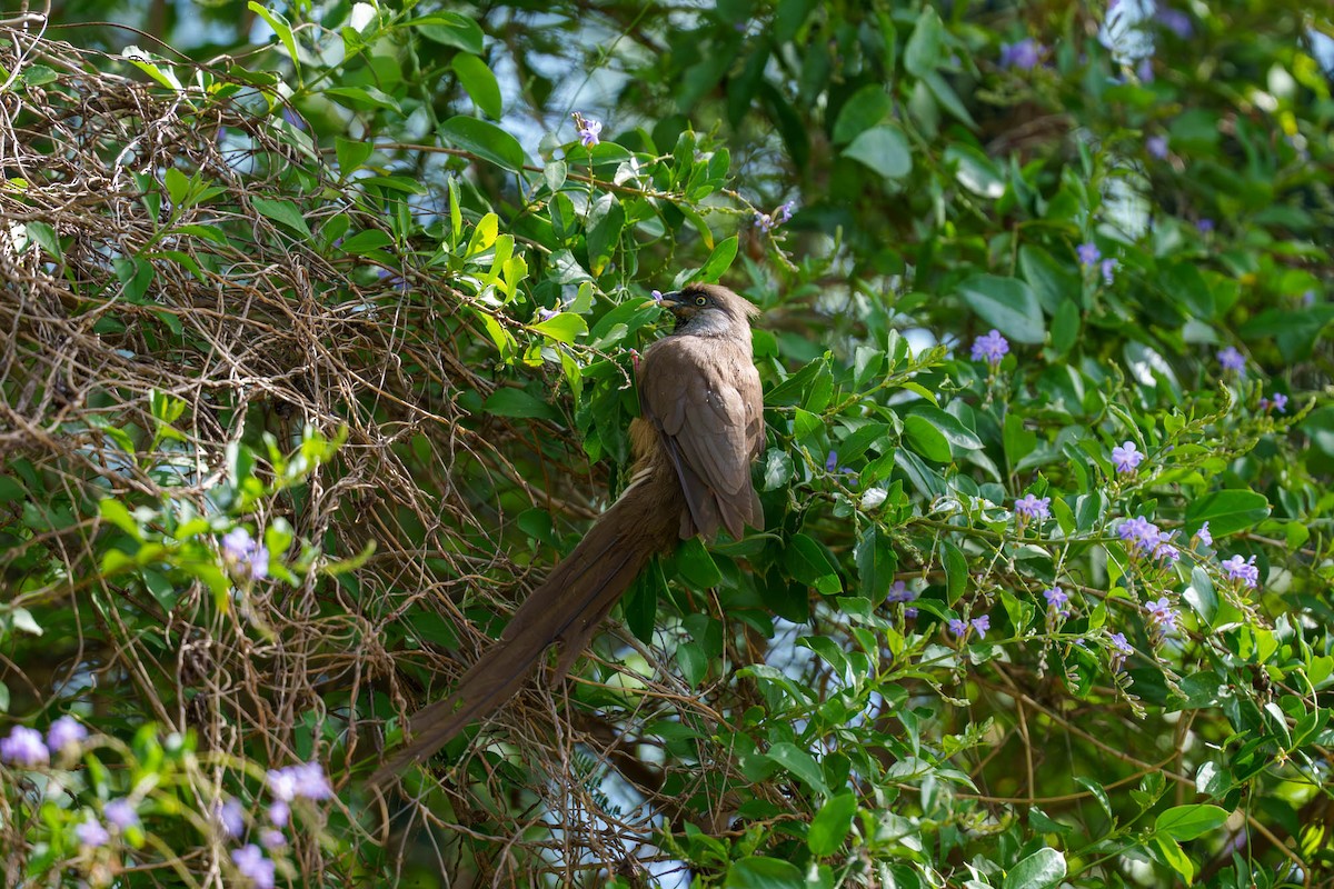 Чепіга бурокрила - ML652585634