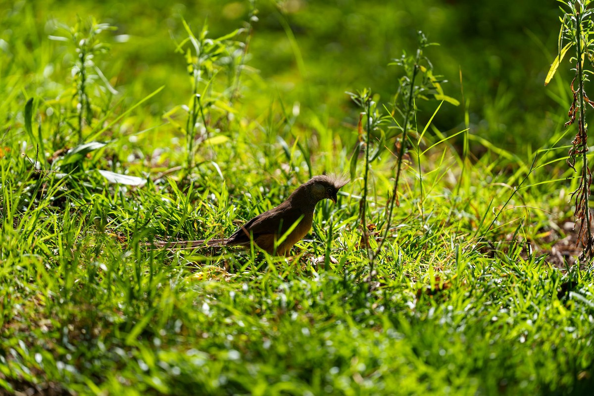 Чепіга бурокрила - ML652585635