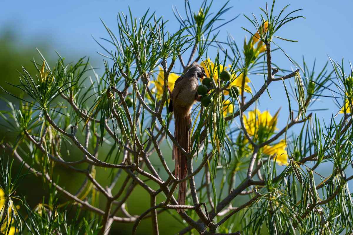 Чепіга бурокрила - ML652585636